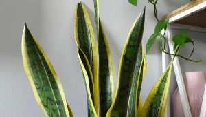 Gotuję, studzę i podlewam sansewierię. Liście prężnie idą w górę