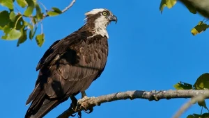 Rybołów to okazały ptak i utalentowany drapieżnik. Czym się wyróżnia?