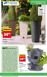 Wiosenne inspiracje ogrodowe – Biedronka