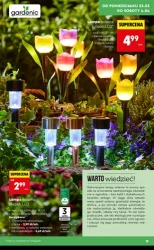 Wiosenne inspiracje ogrodowe – Biedronka