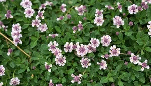 Za dużo pracy przy trawniku? Te rośliny są prostsze i znoszą chodzenie