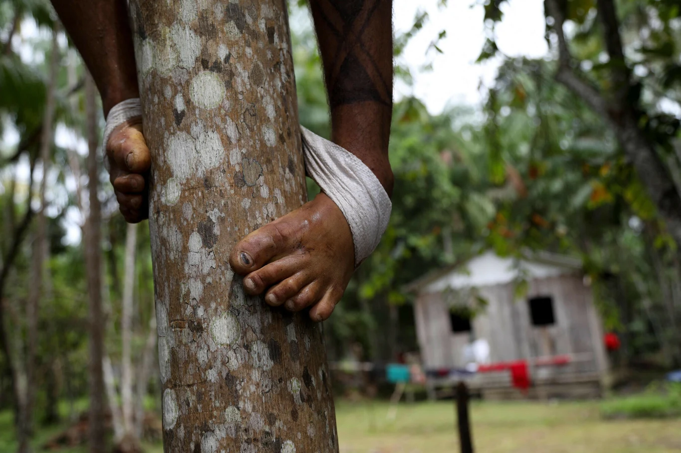 osoba wspinająca się na drzewo z owiniętą wokół pnia nogą i ręką, w tle rozmyta drewniana chata otoczona tropikalną roślinnością
