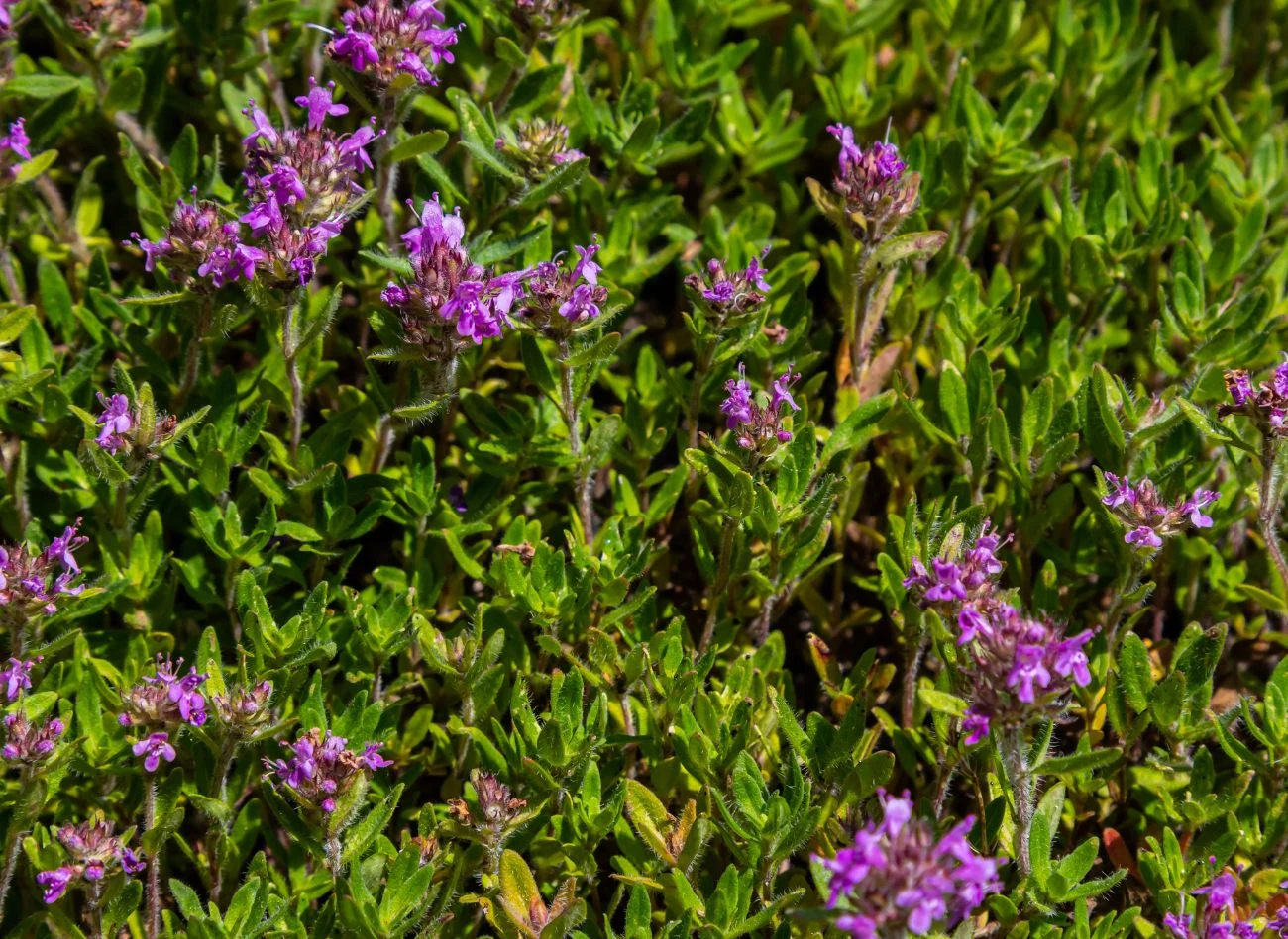gęsto rosnące zielone łodygi z drobnymi, fioletowymi kwiatami tymianku rozłożonymi równomiernie wśród liści