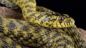 Zaskroniec rybołów powrócił do Polski. Występuje tylko na południu kraju