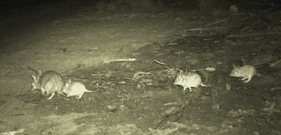 Grupa czterech małych ssaków przemierzających nocą leśne podłoże, jeden z nich wyróżnia się większym rozmiarem i dłuższymi uszami od pozostałych zwierząt.