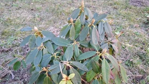 Podlej rododendrony 3 razy po zimie. Szybko się zazieleni