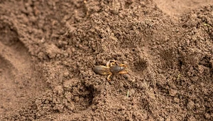 Włóż do słoika i zakop w ogrodzie. Wyłapiesz wszystkie turkucie