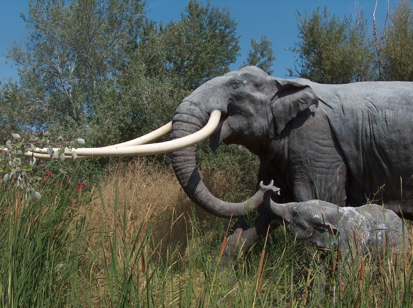 Dorosły mamut z długimi zakrzywionymi ciosami spaceruje przez gęstą trawę w towarzystwie młodego mamuta, w tle zieleń drzew i krzewów pod błękitnym niebem.