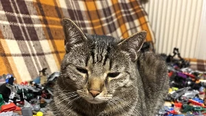 Kara 480 zł dla właścicieli kotów. Wystarczy nie zapłacić podatku