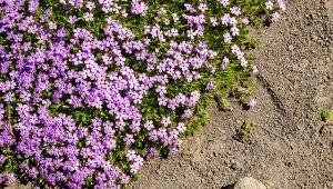 Mydlnica bazyliowata zachwyca drobnymi, barwnymi kwiatami