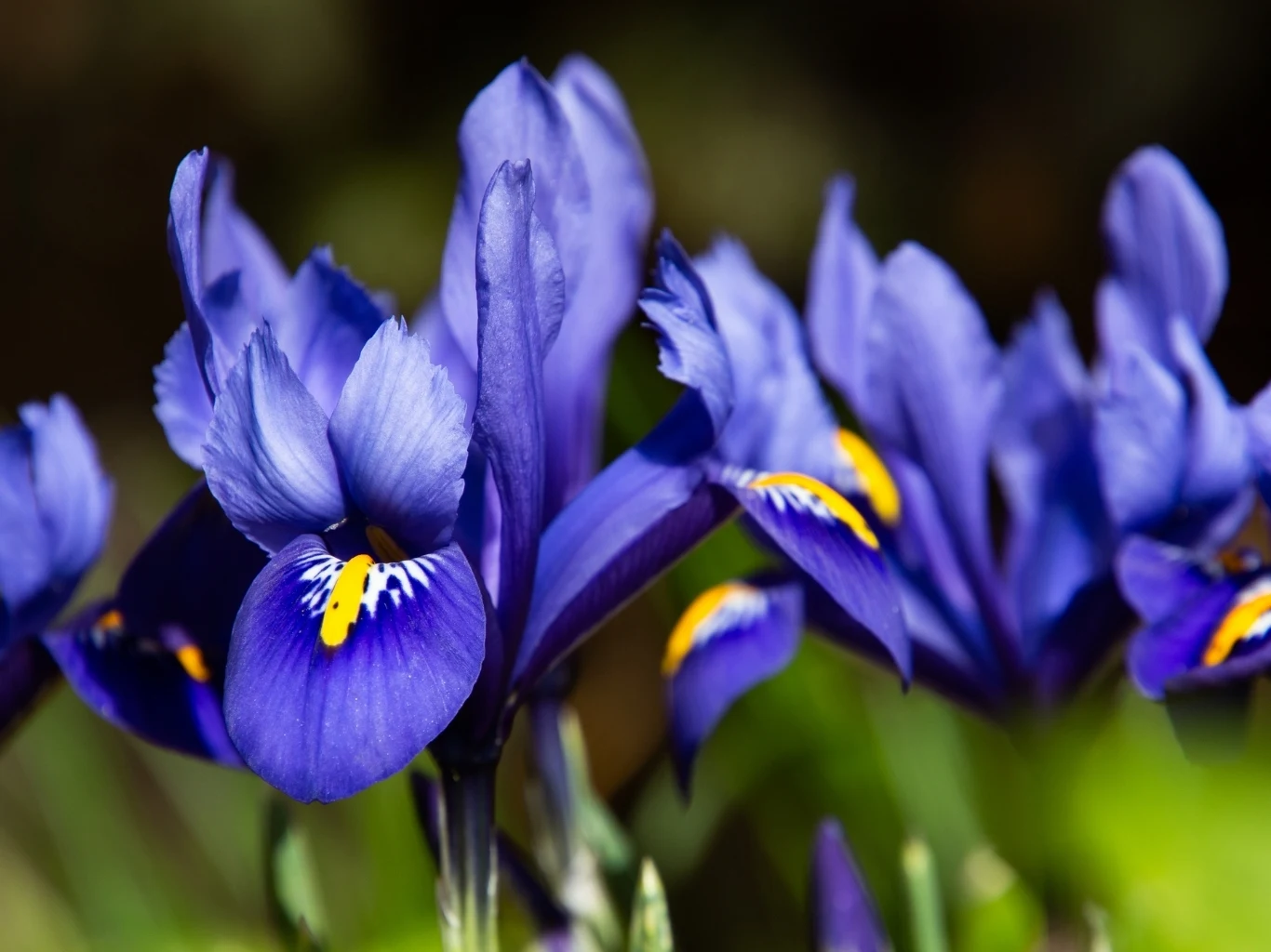 Fioletowe irysy z delikatnymi żółtymi i białymi akcentami na płatkach, skupione w bliskim ujęciu na tle miękko rozmytej zieleni.