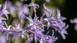 Posadź w ogrodzie. Krety i nornice będą się trzymać od niego z daleka 