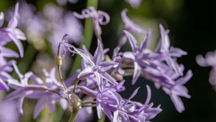 Ta wyjątkowa roślina ma wiele zastosowań