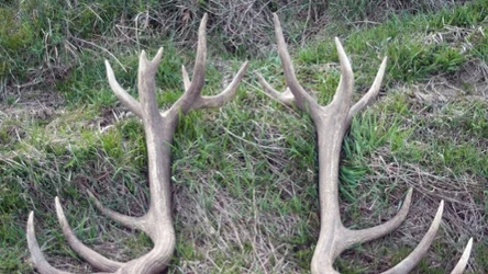 Wiosną dla zwierząt jeleniowatych nadchodzi intensywny czas. Zrzucanie poroża pozwala im zregenerować się po zimie i nabrać sił 