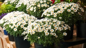 Zastosuj te triki, a stokrotki będą kwitły do lata