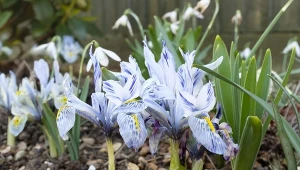 Błękitna odmiana jednego z najpiękniejszych irysów, który uprawia się w ogrodach