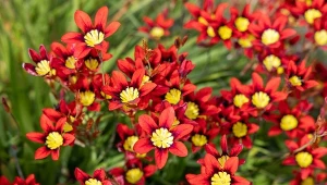 Sadź w kwietniu do gruntu. Latem wystrzelą elektryzujące kwiaty