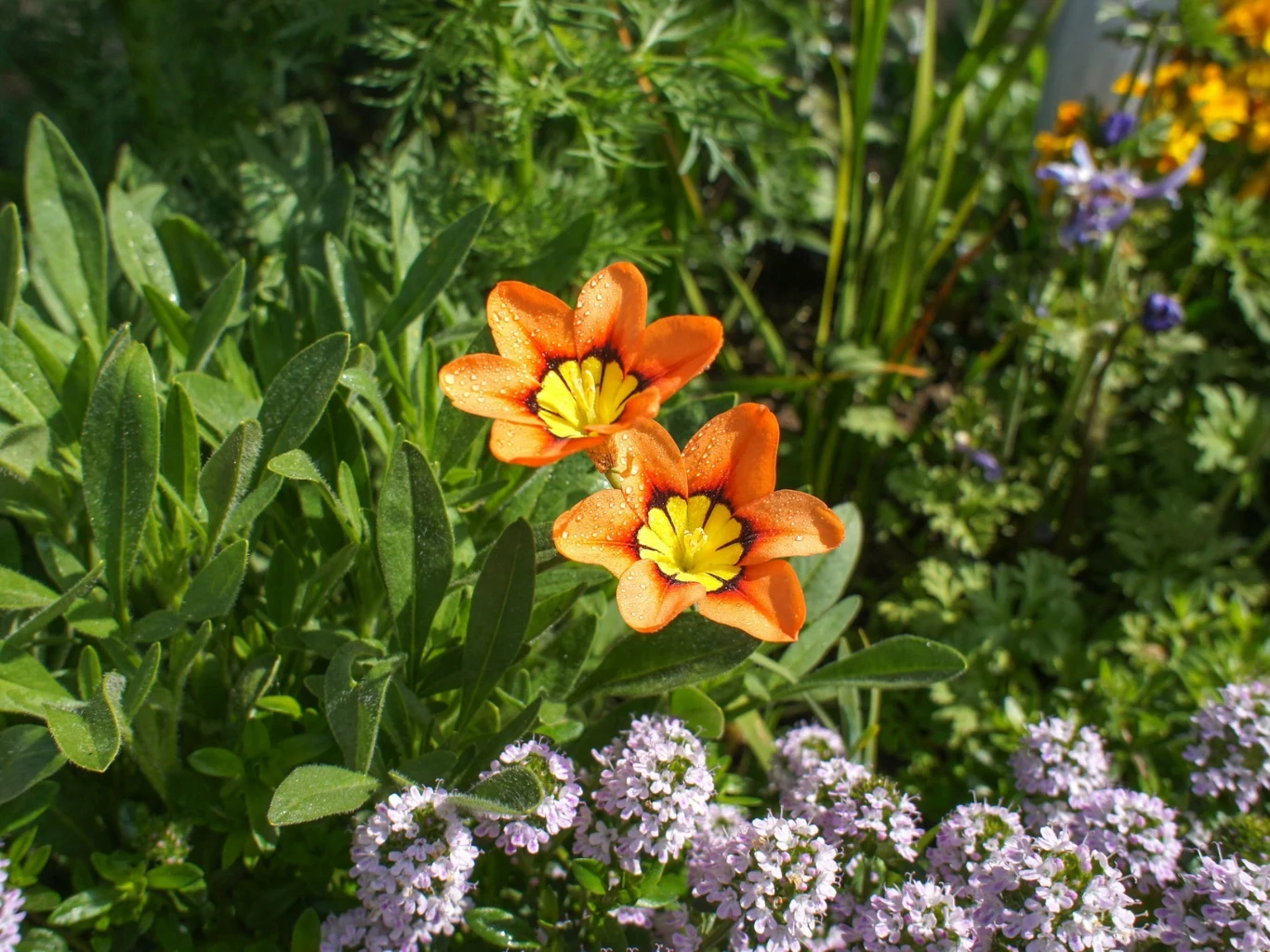 Dwa pomarańczowe sparaksisy o żółtych środkach wyróżniają się na tle zielonych liści i fioletowych drobnych kwiatów wokół nich.