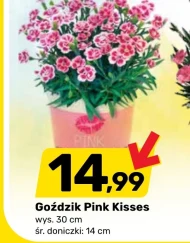 Goździk Pink