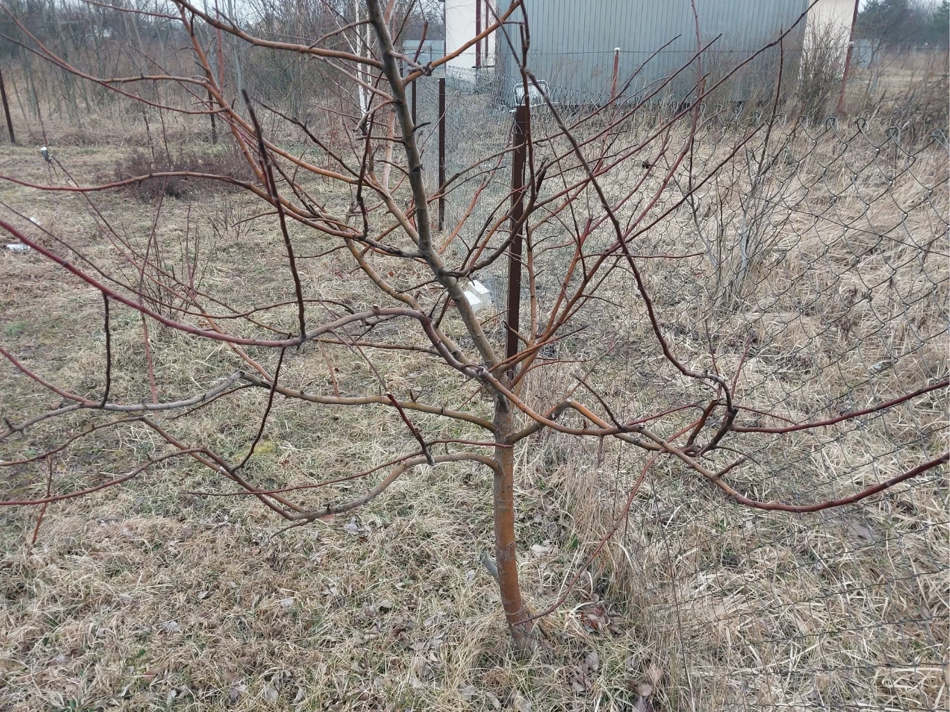 młode drzewko owocowe bez liści rośnie na tle suchej trawy i ogrodzenia z siatki, widoczne gołe gałęzie rozchodzą się w różnych kierunkach