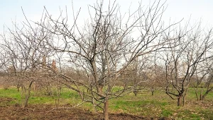 Jak odpowiednio nawozić drzewa owocowe wczesną wiosną?