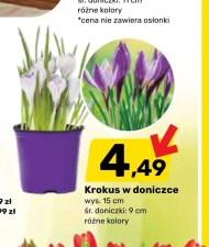 Krokus AA