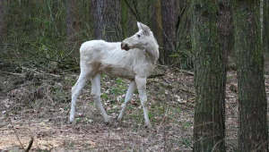 Niezwykły łoś w Kampinoskim Parku Narodowym. "Wyjątkowa uroda"