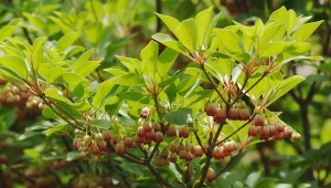 Konkurent rododendrona z Japonii. Zdobi ogród przez trzy pory roku