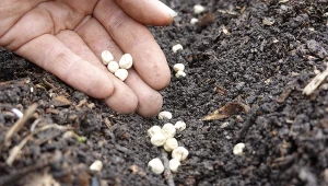 Groch wysiej tylko w jednym terminie. Im później, tym mniejsze zbiory