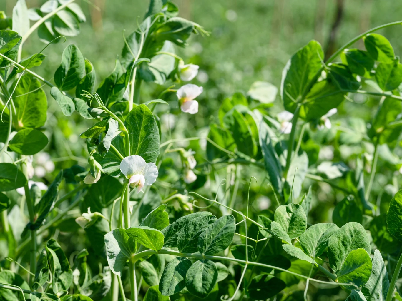 Zielone pędy grochu z licznymi liśćmi i białymi kwiatami w pełnym słońcu na tle rozmytego, naturalnego otoczenia.