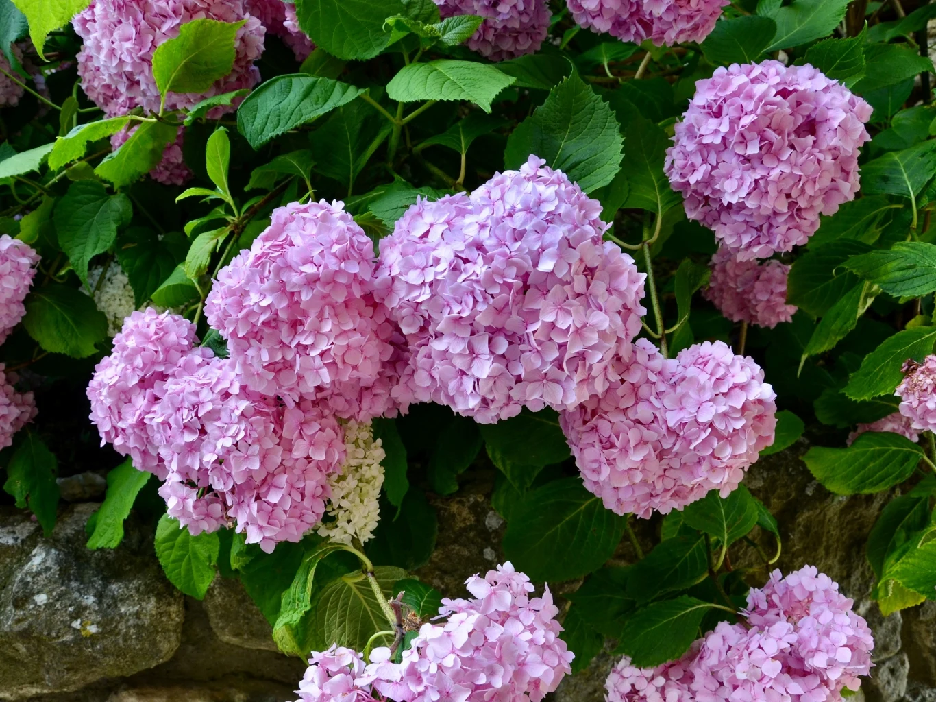 gęste, różowe kwiatostany hortensji otoczone zielonymi liśćmi na tle kamiennego muru