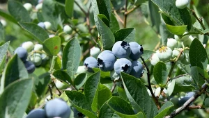 Do hortensji, borówek, a nawet do kompostu. Nawóz jest naturalny i darmowy