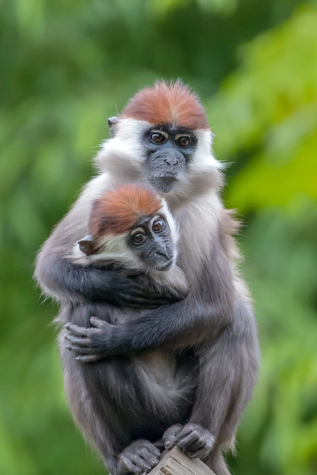 dwie małpy o rudych czubkach futra siedzące blisko siebie, jedna obejmuje drugą, obie patrzą w stronę obiektywu na tle zielonej roślinności
