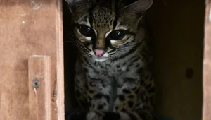 Margaj czyli ocelot nadrzewny to kot, który jest wybitnym wspinaczem po drzewach