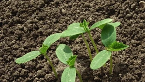 W tym roku nie stracisz ani jednej sadzonki ogórka. Prosty trik