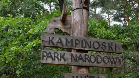 Na terenie Kampinowskiego Parku Narodowego sfotografowano łosia w jasnym umaszczeniu