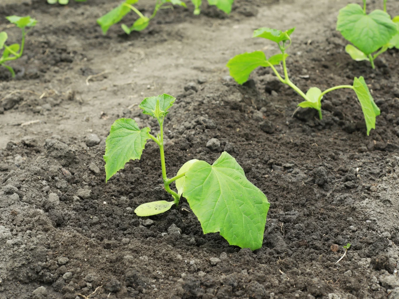 Młoda sadzonka ogórka rosnąca w żyznej, ciemnej ziemi, otoczona kilkoma innymi podobnymi sadzonkami, na regularnie przygotowanym grządce ogrodowej.