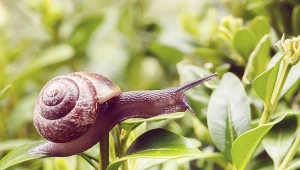 Rozsyp to w ogródku. Ślimaki nie odważą się do niego wejść