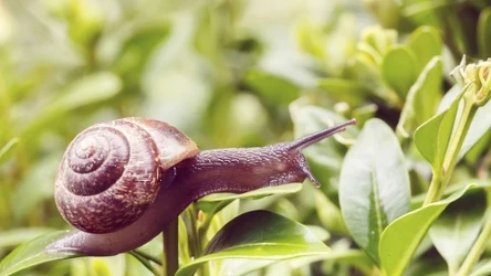 Ślimaki w ogrodzie. Jak się ich pozbyć?