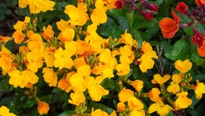 Alternatywa dla pelargonii? Nemezja powabna zachwyca barwnymi kwiatami