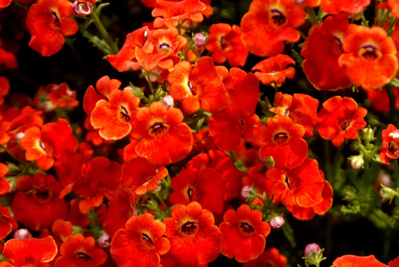 intensywnie czerwone kwiaty o drobnych płatkach skupione w gęstej kompozycji, pośród zielonych łodyg i sporadycznych pąków