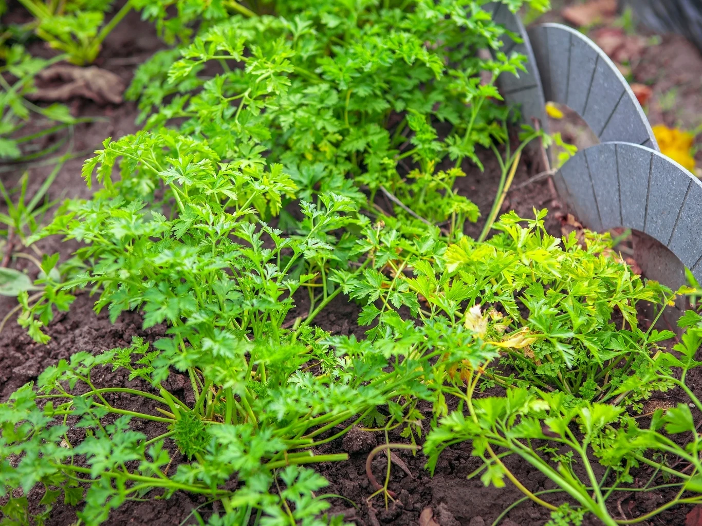 Gęsto rosnąca zielona pietruszka na grządce, otoczona niskim szarawym obrzeżem ogrodowym, widoczna wilgotna ziemia między roślinami.