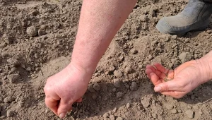 Stary trik na kiełkowanie pietruszki. Wystarczy posiać obok