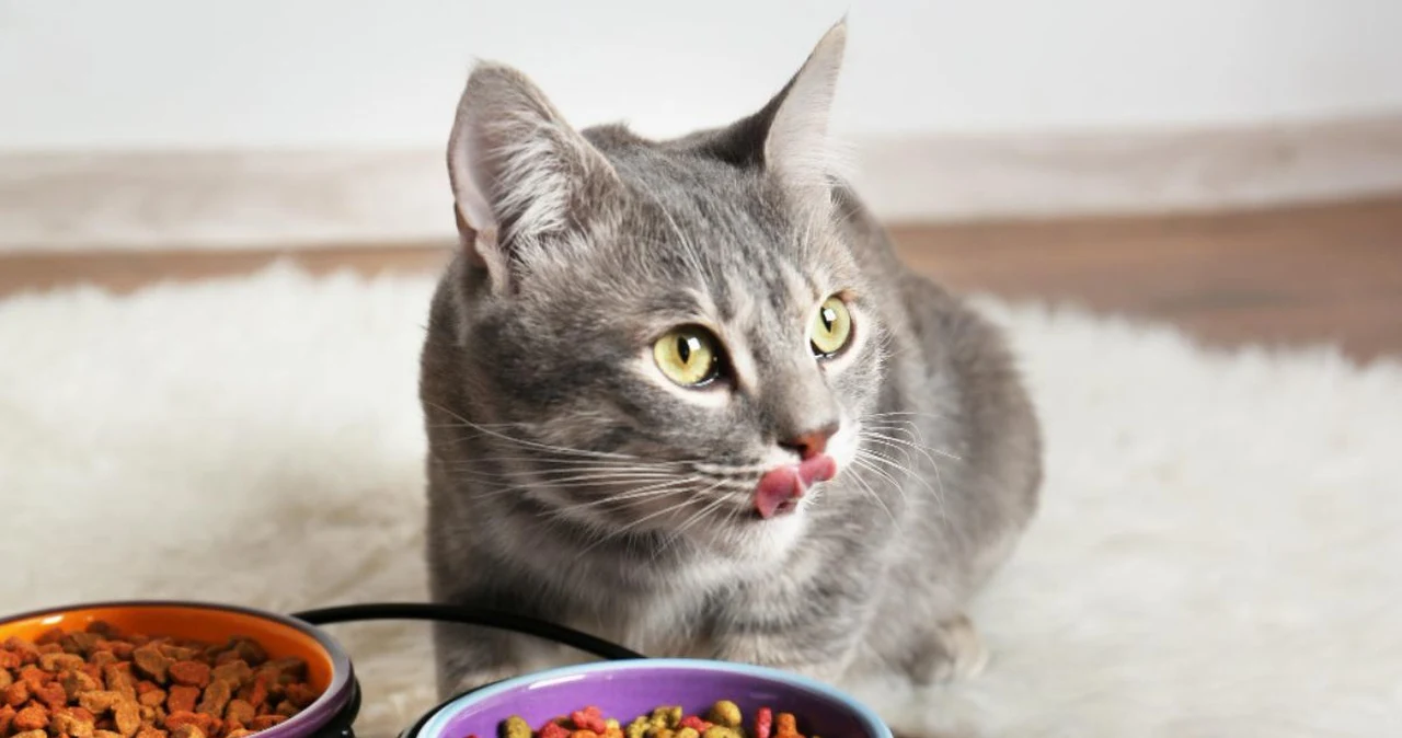 Jak rozpoznać, iż karma nie służy kotu?