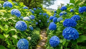 Posadź runiankę pod hortensją. Efektu pozazdroszczą ci wszystkie sąsiadki 