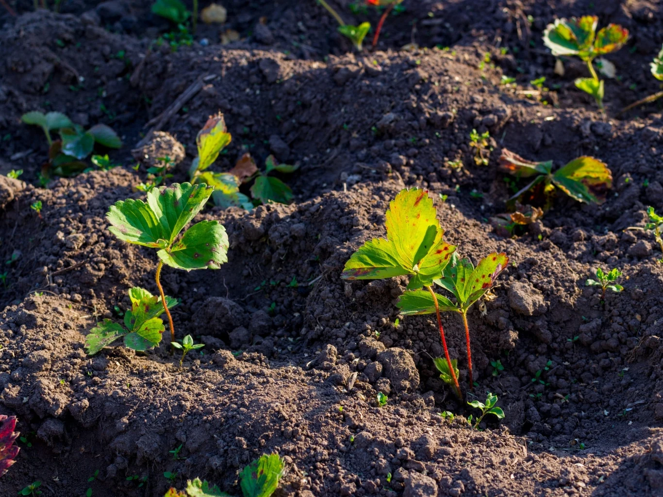 młode sadzonki truskawek rosnące w żyznej, spulchnionej ziemi, liście delikatnie oświetlone promieniami słońca