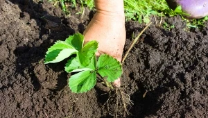 Syp pod korzeń przy sadzeniu. Truskawki będą słodkie i soczyste