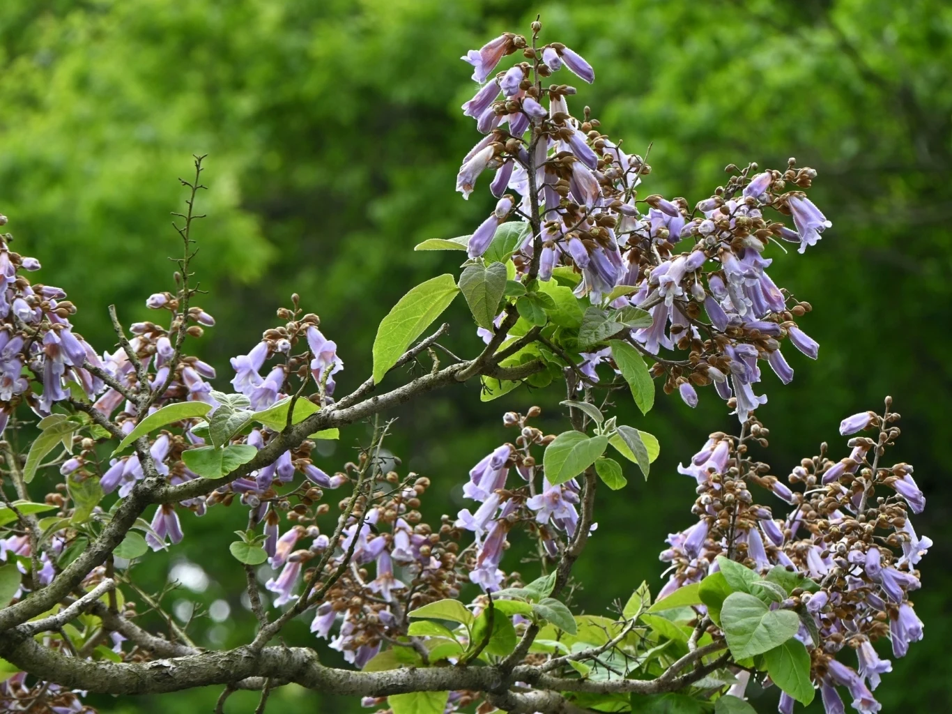 gałąź drzewa z dużymi, podłużnymi liśćmi pokryta licznymi fioletowymi kwiatami na tle gęstej, zielonej roślinności