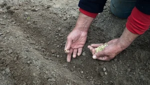Groch wysiej tylko w jednym terminie. Im później, tym mniejsze zbiory