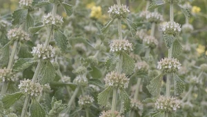 Jak uprawiać szantę zwyczajną. Zastosowanie w kuchni i medycynie